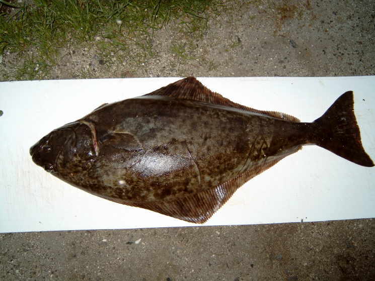 Heilbutt gefangen von Gerhard Kapschak